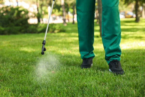 Best Flea Control Services  in Terra Alta, WV