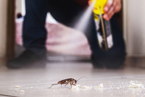 Best Wasp Removal Services  in Terra Alta, WV